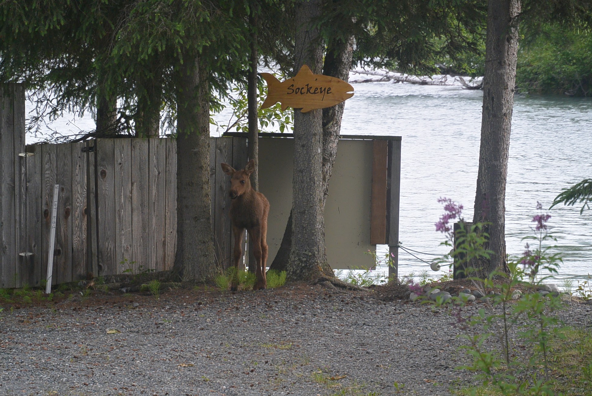 2016 Moose Calf